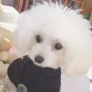 鳩美