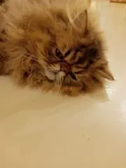 ニコ