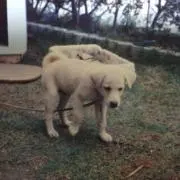 ちろちろの画像