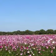 ✳︎cocoa✳︎（プロフ必読）の画像