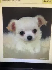 reo
