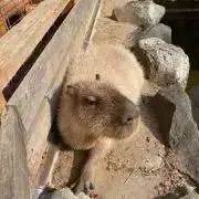 Masameidの画像