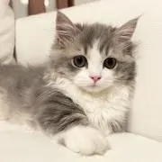 フランちゃんの画像