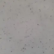 はーちゃん