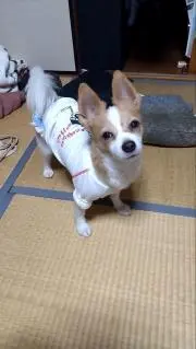 チャダ