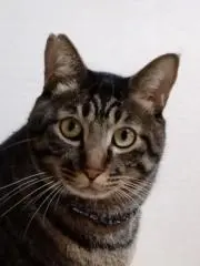 くーすけの画像
