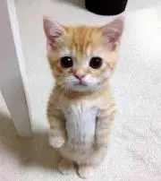 すず