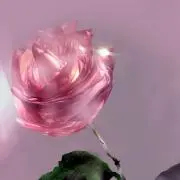 PINK-Roseの画像