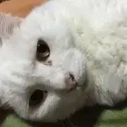 シロの画像