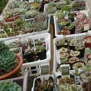 うまそう農園