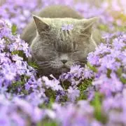 美容好きの猫の画像