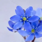 あおりんご