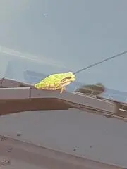 あんもち