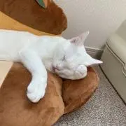 たけのこの画像