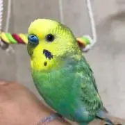 なちむの画像