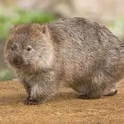 ぴろの画像