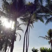 cikkai