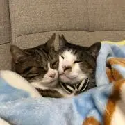 もん犬