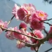 はる