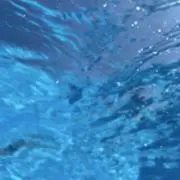 ぱけのぱの画像