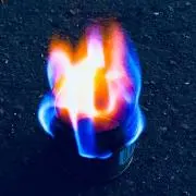肺魚の画像