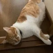 むぎ色の猫の画像