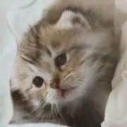 Komo