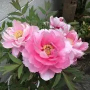 花さんの画像