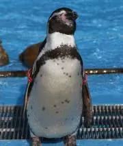 シャンソン