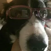 ボーダーコリー