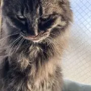 みこの画像