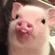 みにぶたの画像