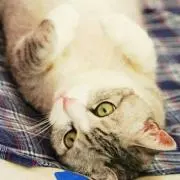 いをり