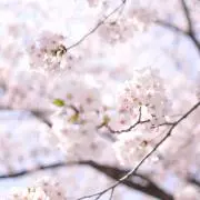 MIYAの画像