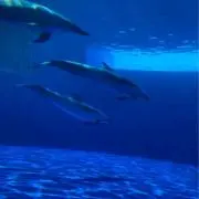 ばっさーの画像