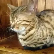 猫