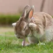 らびの画像
