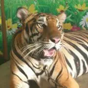 ハル