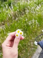 ORINTA AYUの画像
