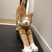 虎男の画像