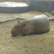 はるきちの画像