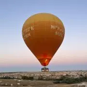 たまの画像