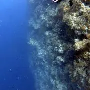 まーほの画像