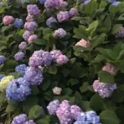 ⭐︎の画像