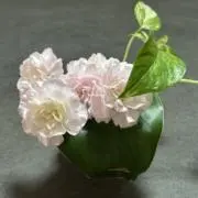 すいれんの画像