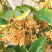 金木犀。（※プロフィール必須）の画像