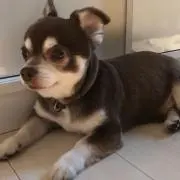 あゆちゃんの画像