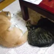 ねぇこの画像