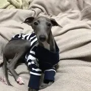 レオの画像