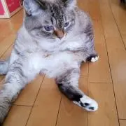 こたろう(※猫飼っております)の画像